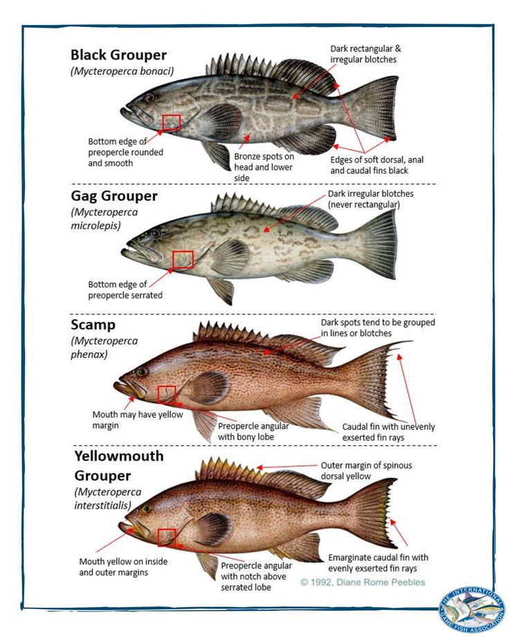 different types of fish that are labeled