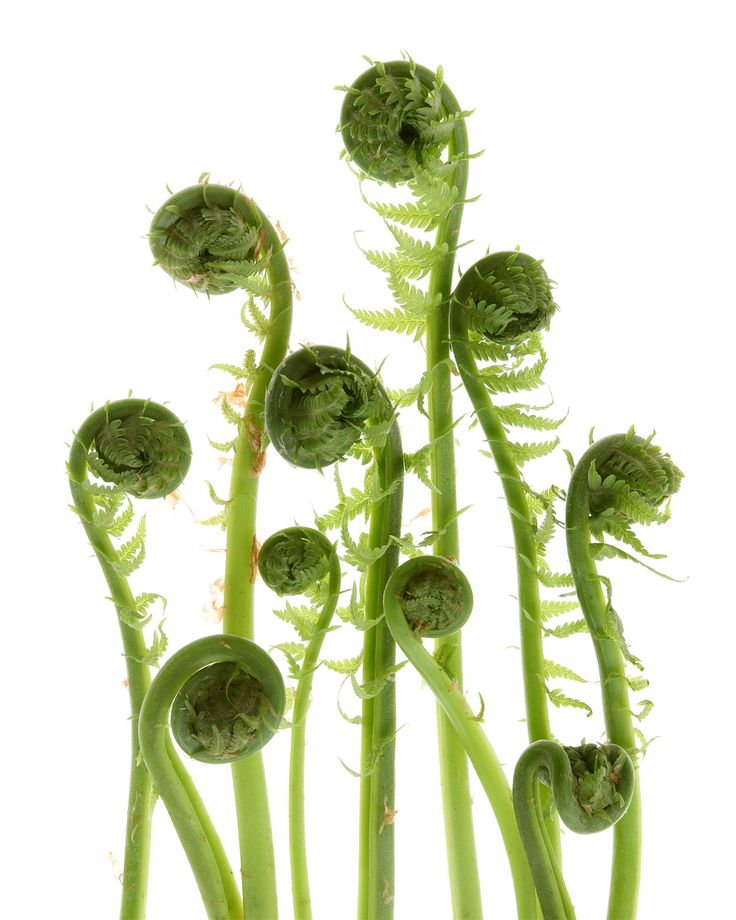 Mary Jo Hoffman, Fiddlehead Ferns, Green Board, Card Images, Jan 1, Scene Photo, Natural Environment, Cactus Plants, Fern