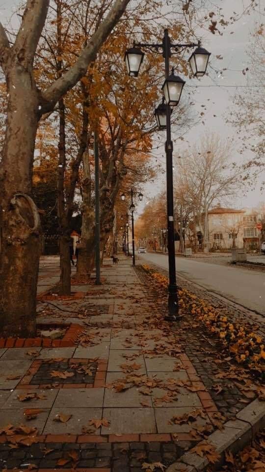 an empty street with leaves on the ground and trees lining the sidewalk, in front of some buildings