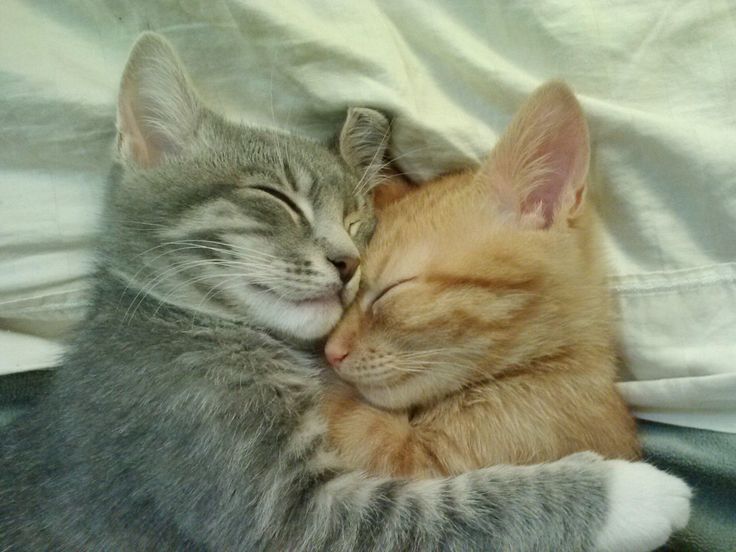 two kittens cuddle together on a bed with the covers pulled up behind them