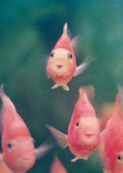 a group of goldfish swimming next to each other