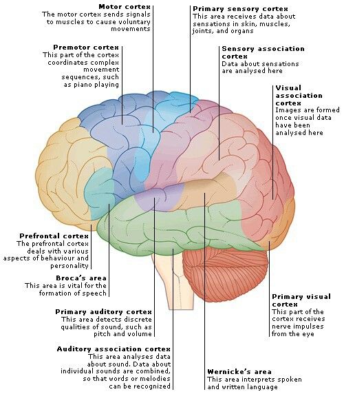 the structure of the human brain and its major functions in each part of the body