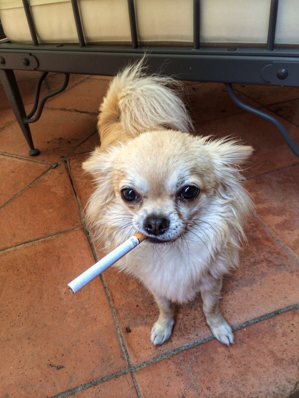 a small dog with a toothbrush in its mouth sitting on the ground next to a table