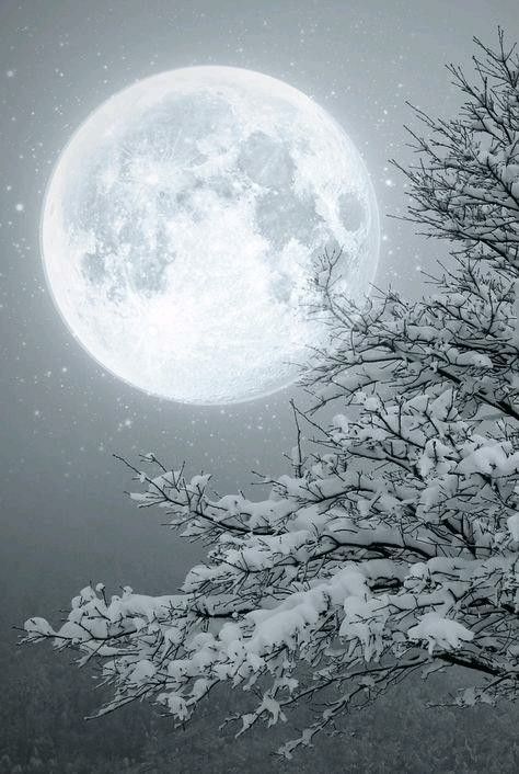 a full moon is seen in the sky above a tree with snow on it's branches