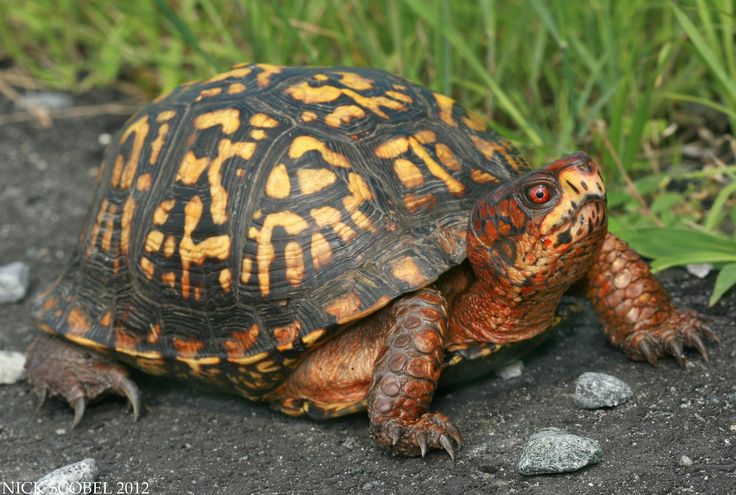 a turtle is walking on the ground in front of some green grass and rocks with its head turned to the side