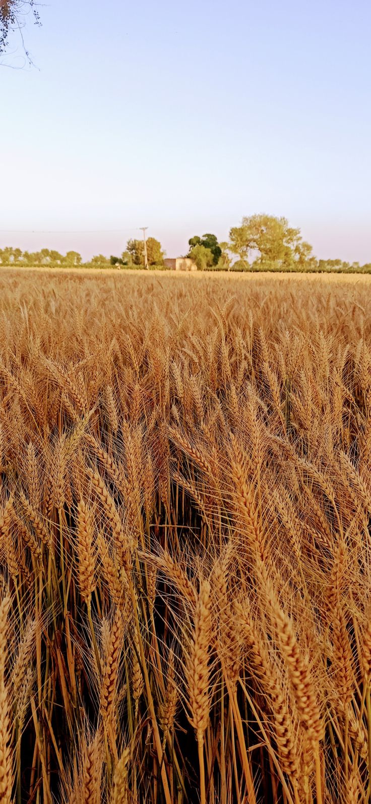 a large field of ripe wheat with trees in the background