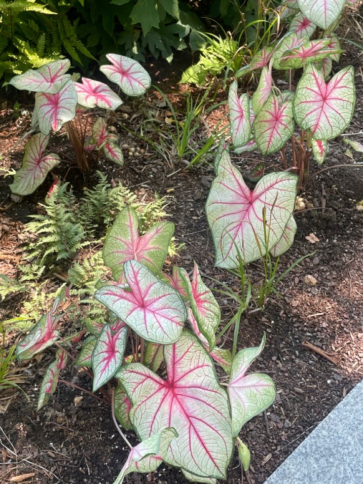 some pink and white leaves are growing in the dirt near plants with green leaves on them