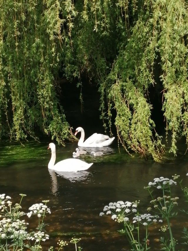 two white swans swimming in the middle of a pond surrounded by trees and flowers,