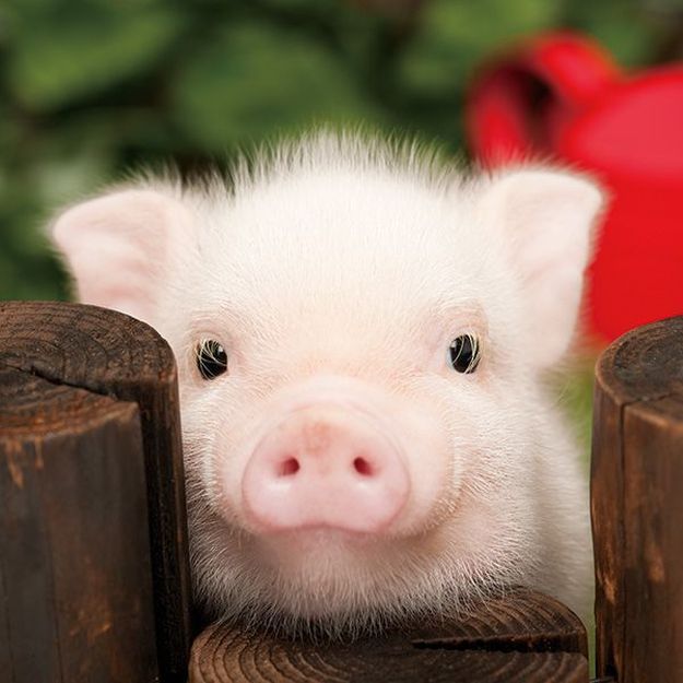 a small pig peeks its head out from behind a fence with flowers in the background