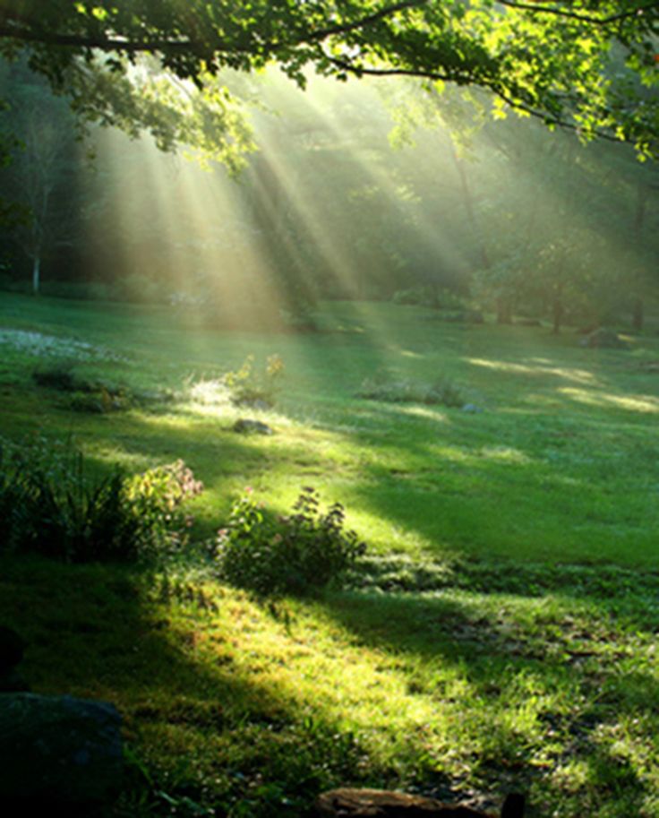 an image of the sun shining through trees and grass with words in spanish above it