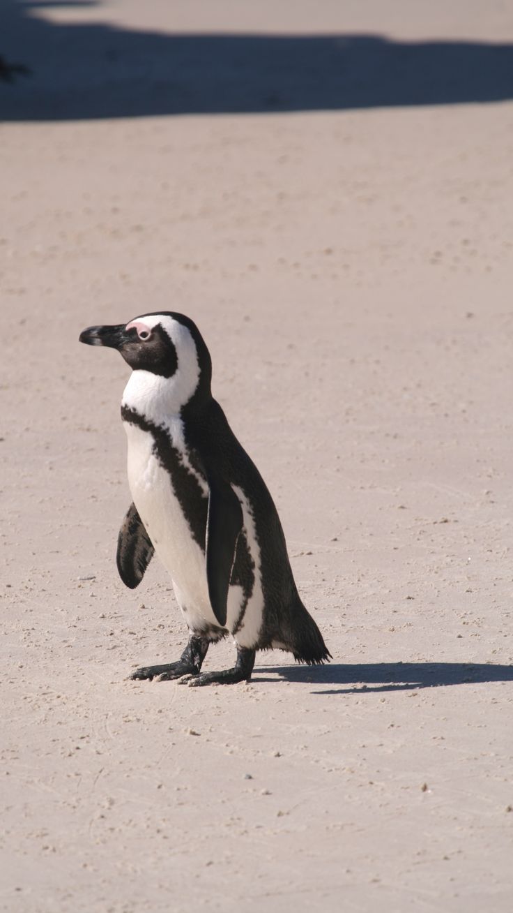 a penguin standing on its hind legs in the sand