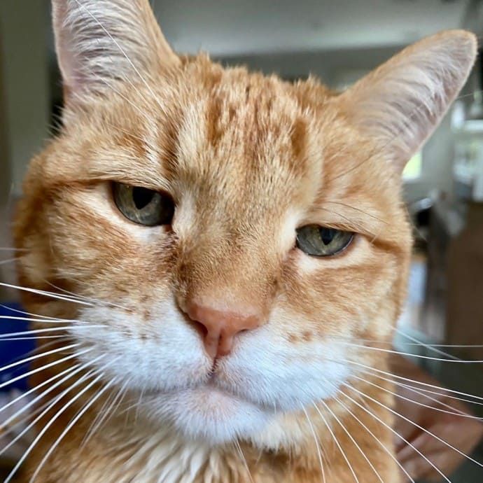 an orange and white cat looking at the camera