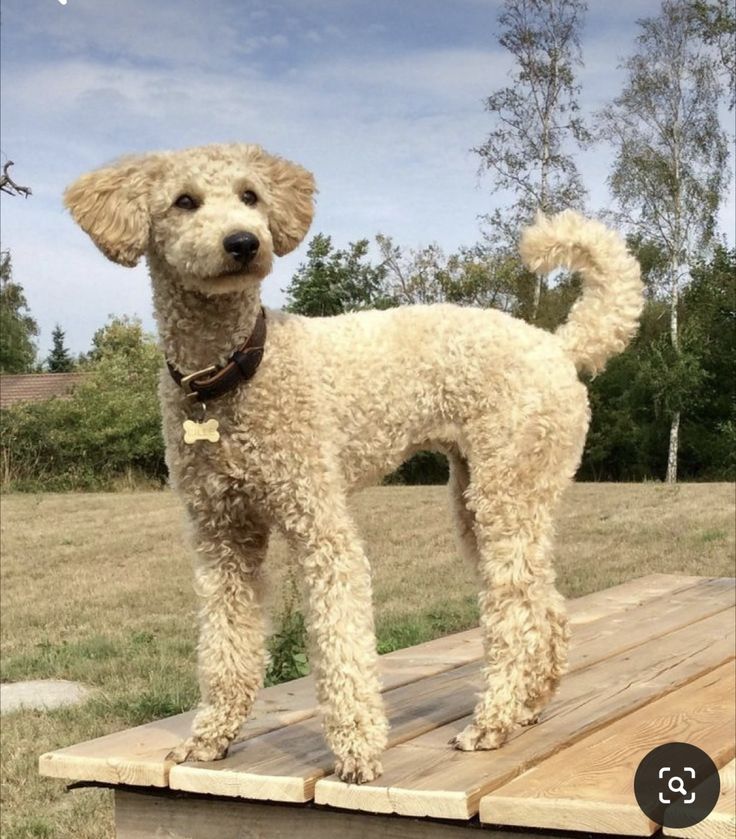 a white poodle standing on top of a wooden platform with trees in the background