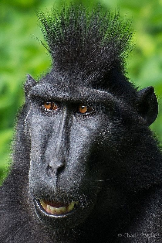 a black baboon looking at the camera with an intense look on his face