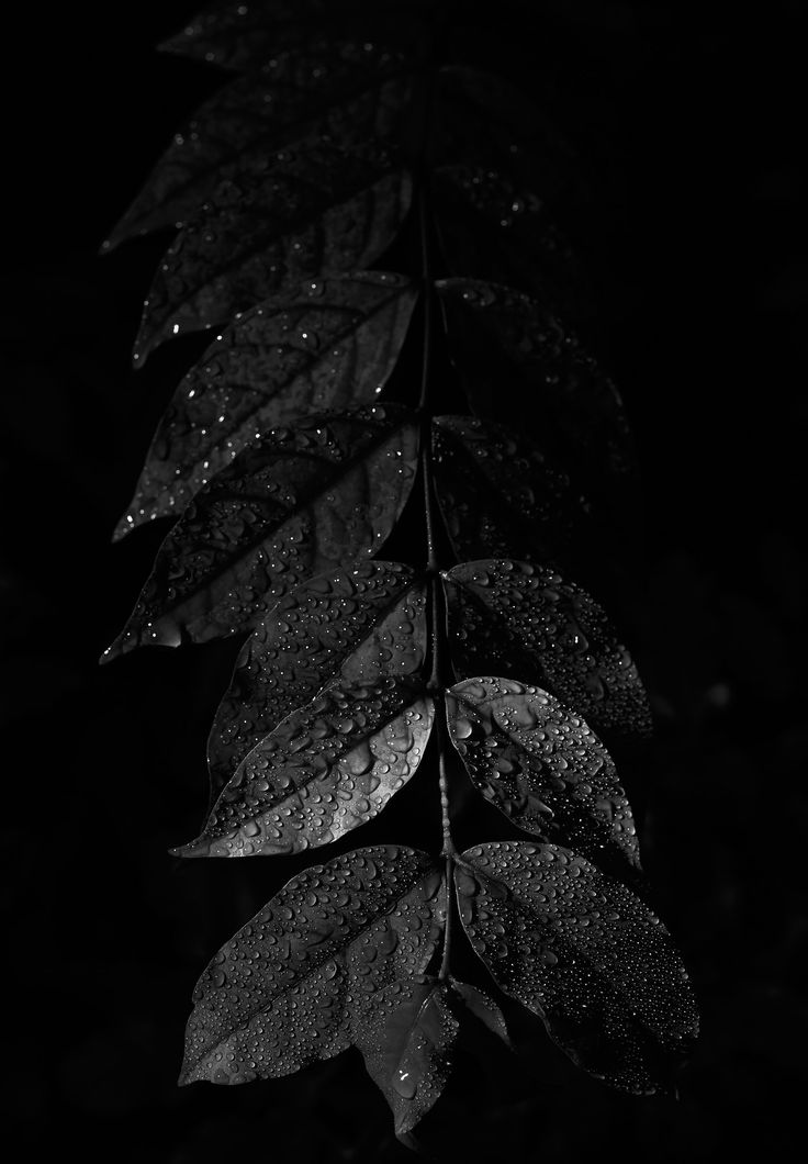 black and white photograph of leaves with water droplets on them, in the dark night