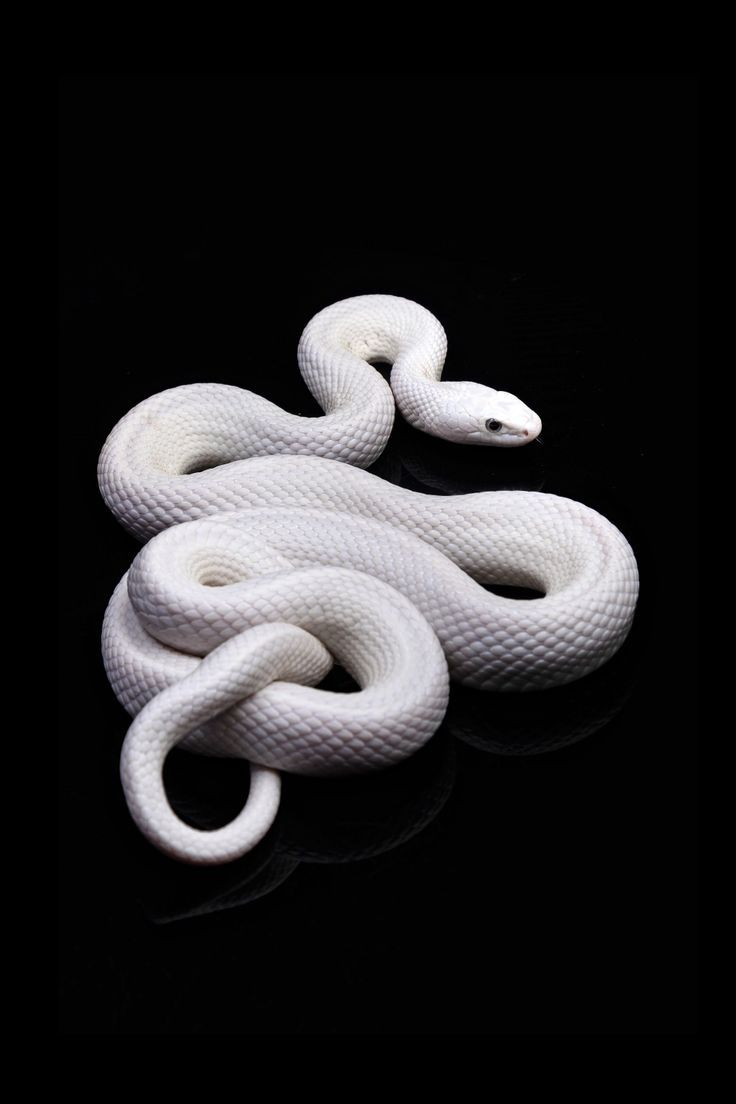 a white snake on a black background