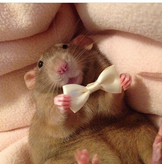 a rat with a bow tie on it's chest sitting under a blanket and looking at the camera