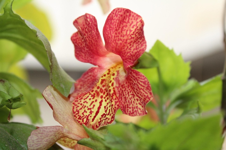 a red and yellow flower with green leaves