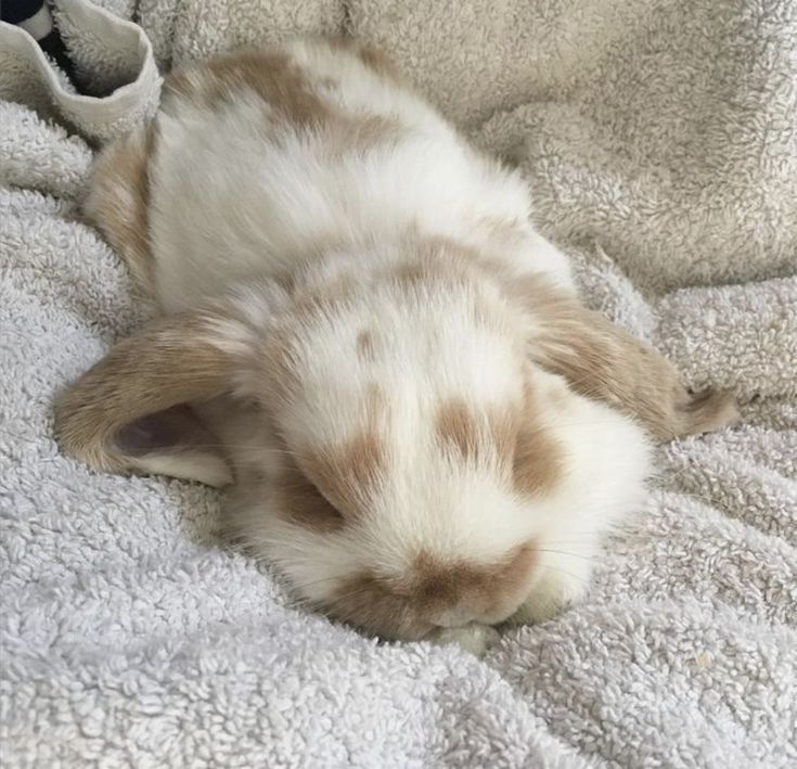 a brown and white puppy laying on top of a blanket