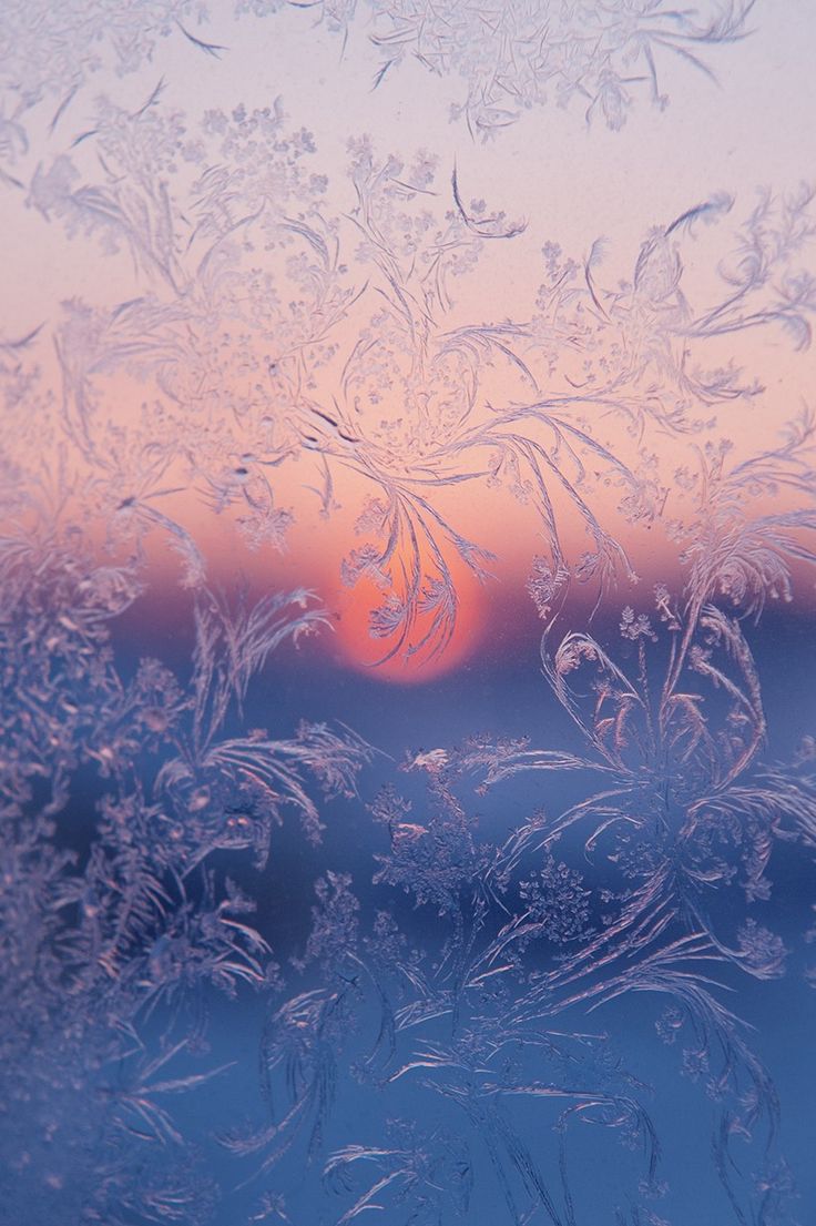 the sun is setting through frosted glass on a cold day, with flowers in the foreground