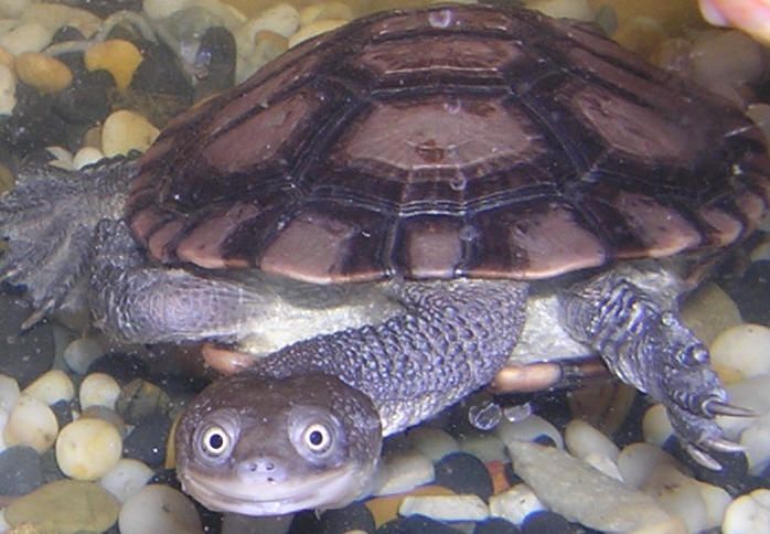 a turtle is swimming in the water with rocks and pebbles on the ground next to it