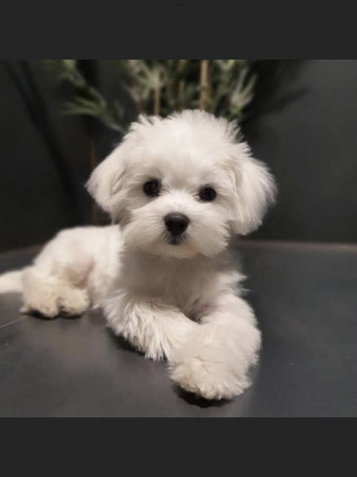 a small white dog sitting on top of a black table next to a potted plant