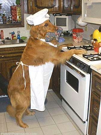 a dog dressed as a bear in a kitchen with a thought bubble above it's head