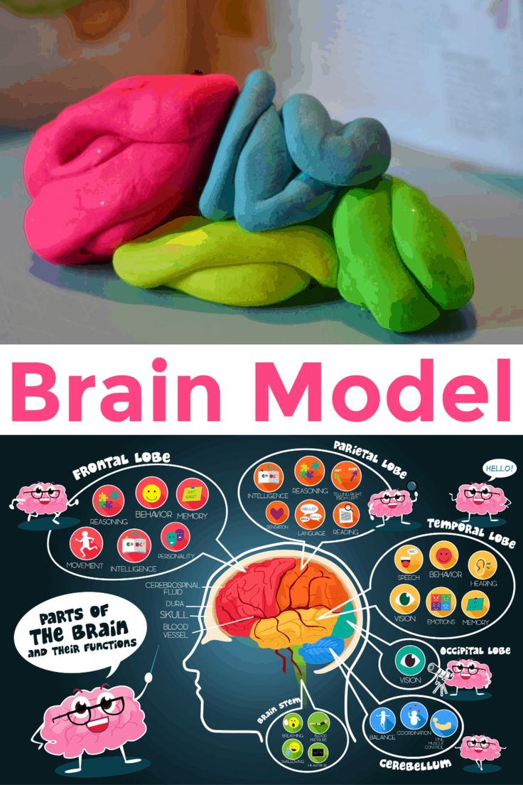 the brain model is made out of play dough