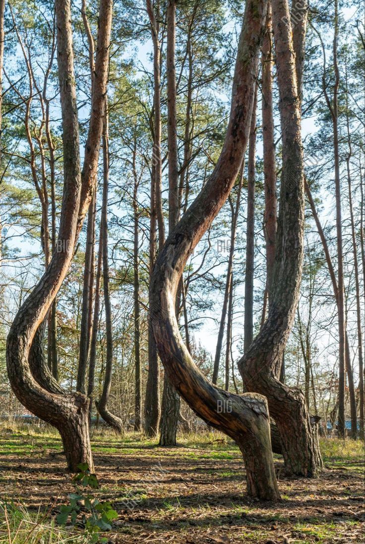 some very strange looking trees in the woods