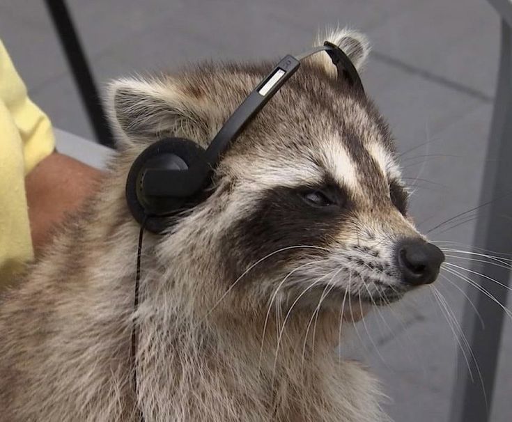 a raccoon wearing headphones on its ear