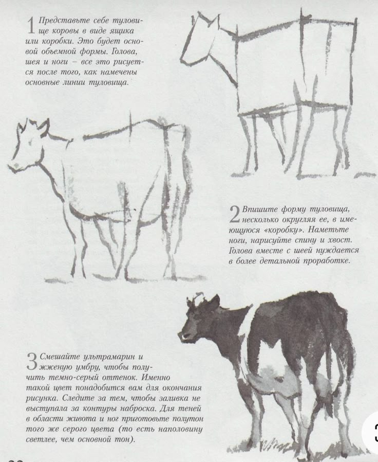 Cow Drawings, Cow Drawing, Animal Drawings Sketches, Art Basics, Animal Study, Anatomy Sketches, Animal Anatomy, Animal Drawing, Cow Art