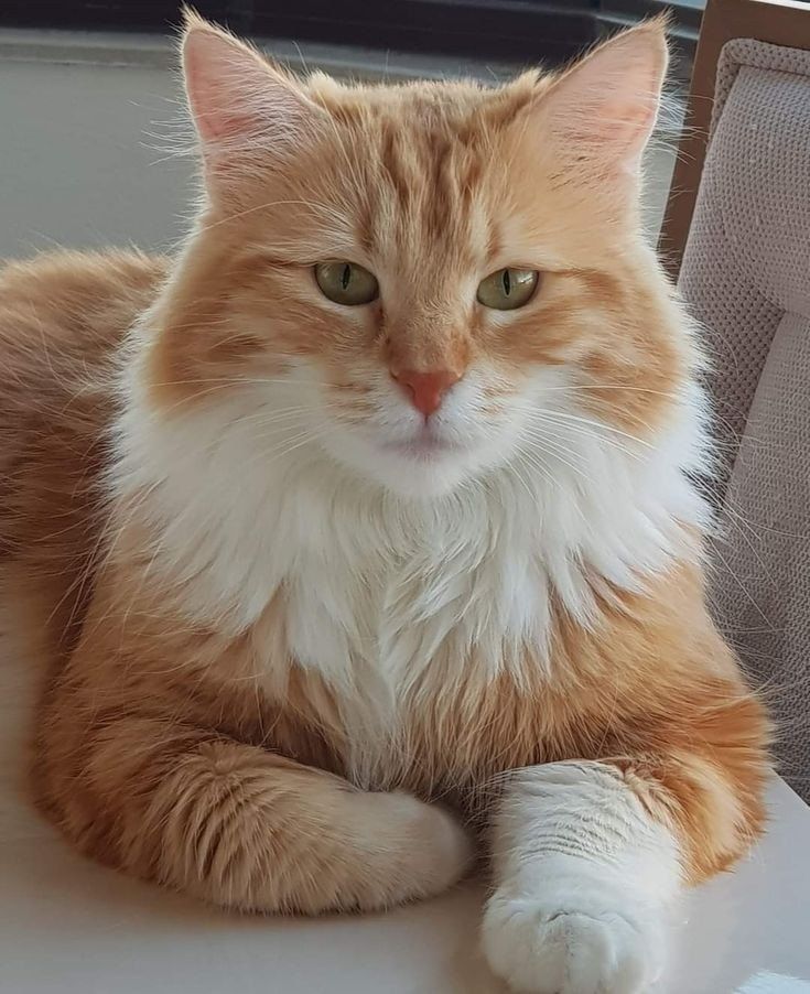 an orange and white cat sitting on top of a table next to a chair with green eyes