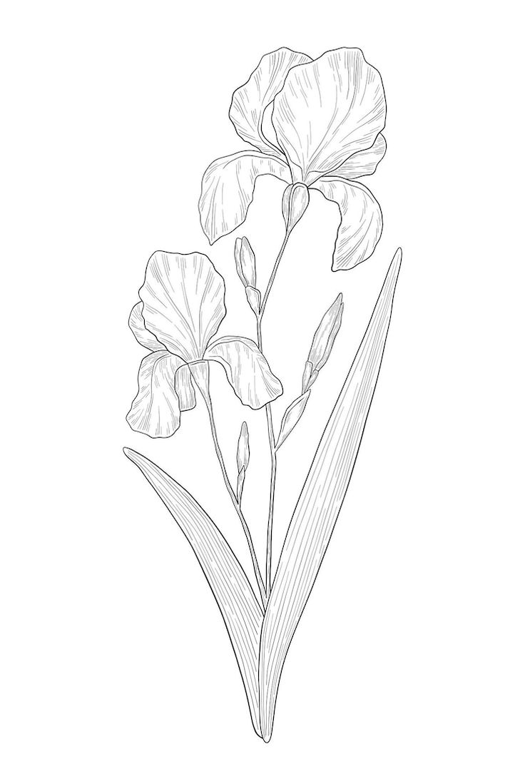 a drawing of some flowers on a white background