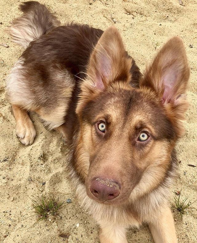 a brown and black dog laying in the sand