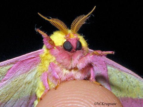 a pink and yellow moth sitting on top of a human's arm