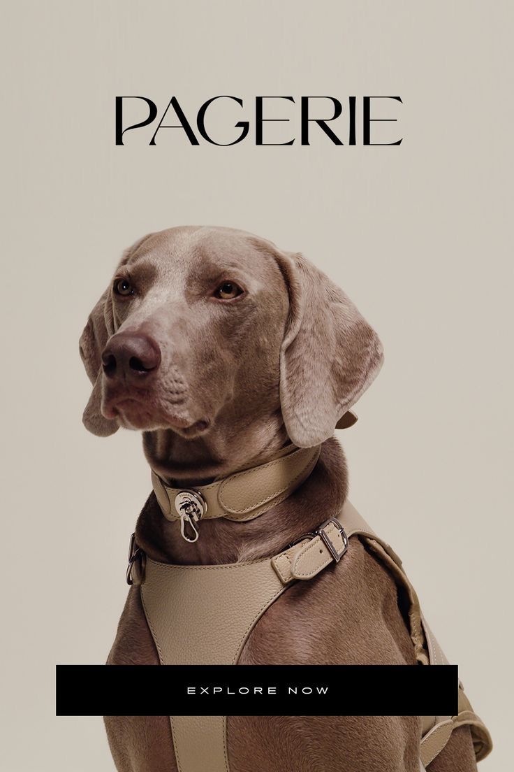 a dog wearing a harness and collar with the caption's name on it