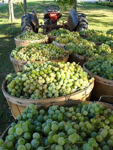 several buckets filled with green grapes sitting under a tree next to an old tractor