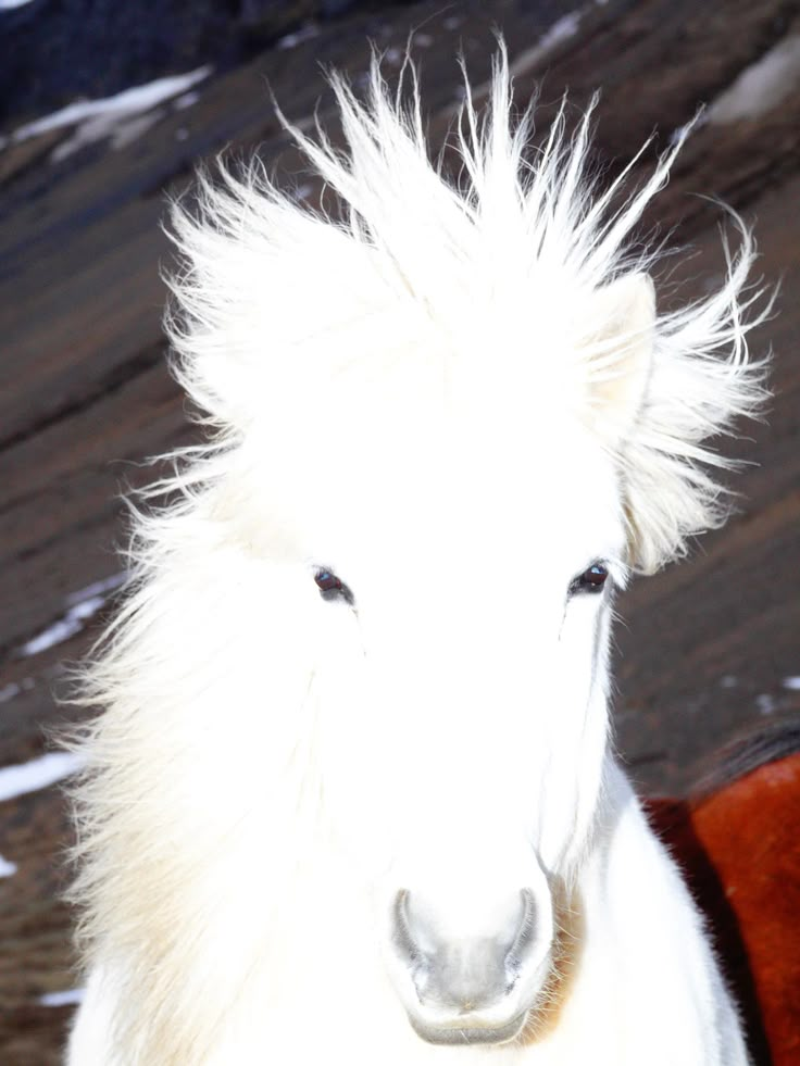 a white horse with long hair standing in the snow