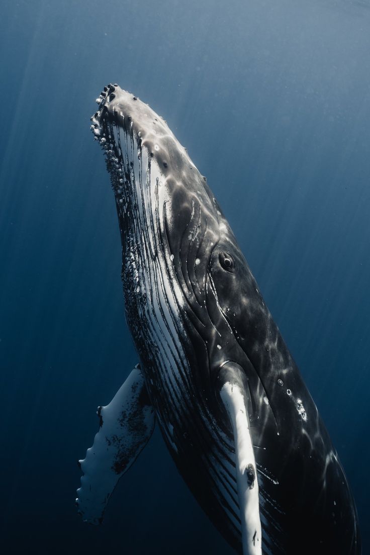 a humpback whale swimming in the ocean