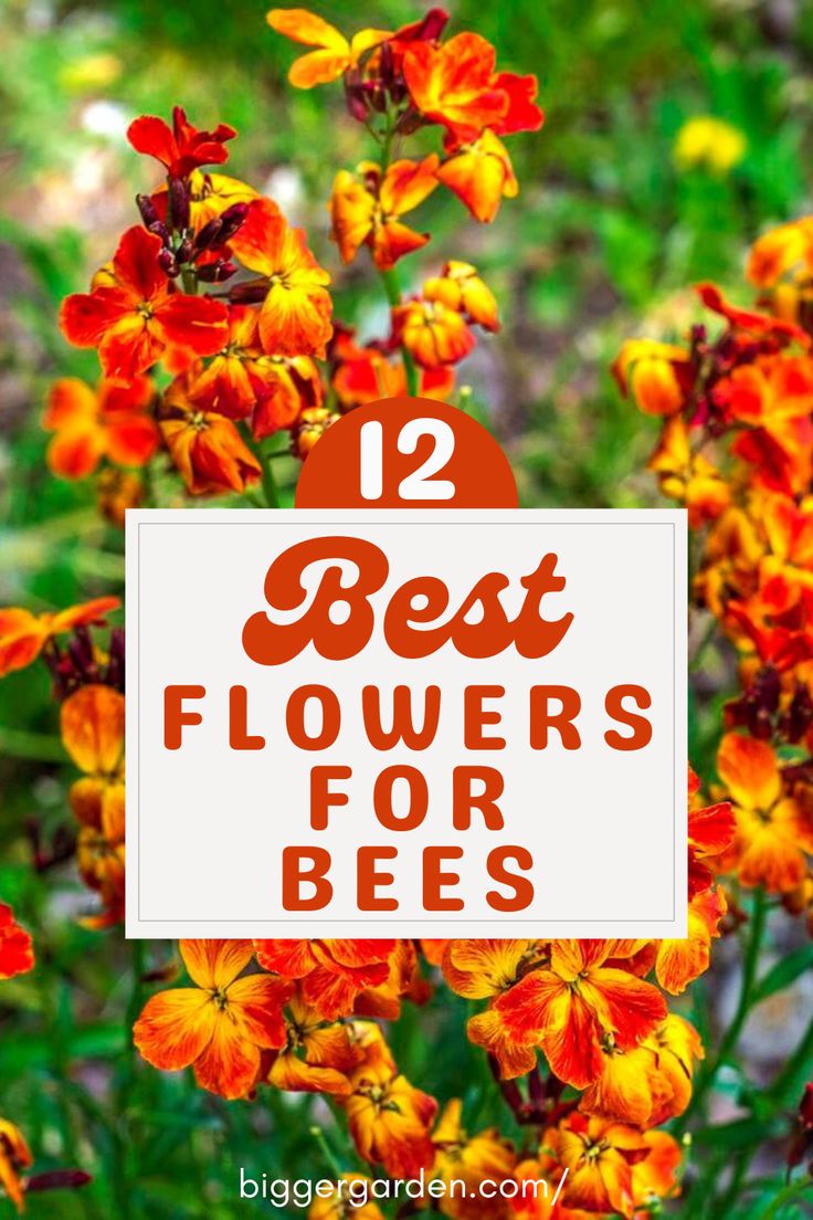 flowers with the words 12 best flowers for bees