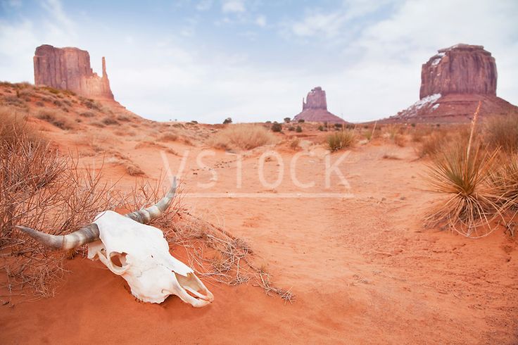 an animal skull is laying in the desert