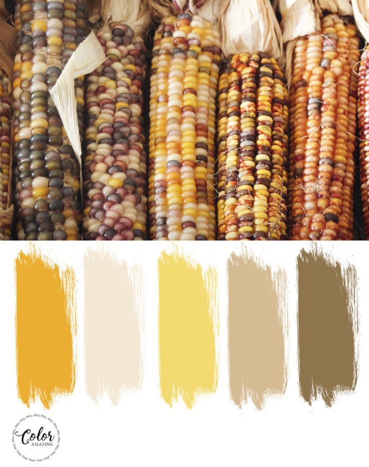 the color scheme for corn is yellow and brown