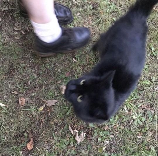 a black cat standing on top of a grass covered field next to a persons legs