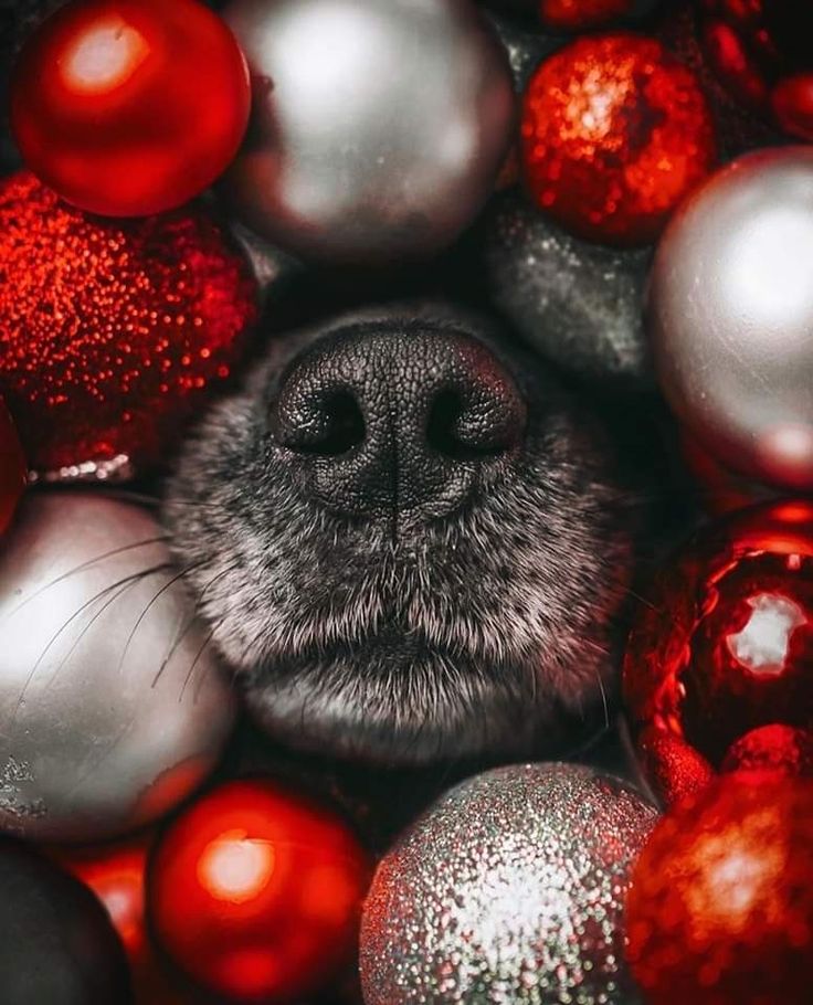 a close up of a dog's face surrounded by christmas balls and baubs