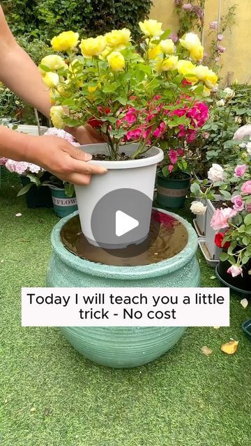 Garden Hacks on Instagram: "irrigation formula to make the soil loose #garden #gardening #plants #planting #planthacks #gardenhacks #gardeningmakemehappy #gardeningtips #gardeningideas #gardeninspiration #gardenlove" Plant Propagation Ideas, Garden With Planters, Water Garden Plants, Watering Flowers, Garden Hacks Diy, Backyard Garden Diy, Indoor Water Garden, Garden Remedies, Plant Care Houseplant