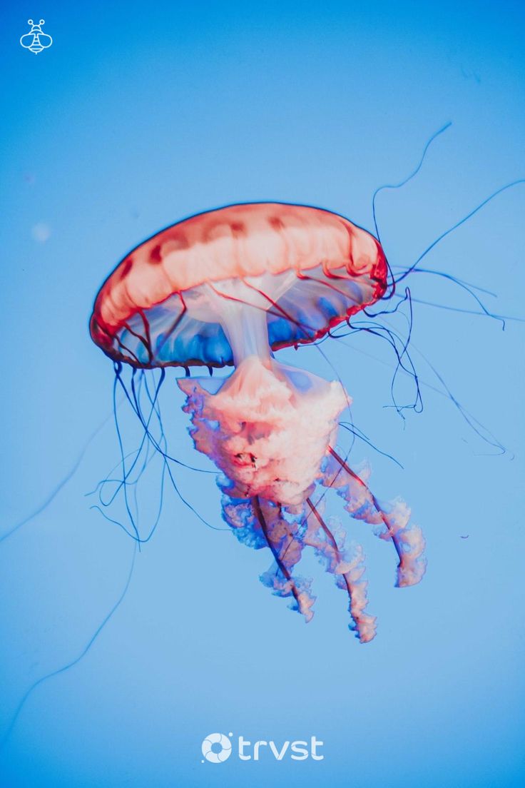 a jellyfish is swimming in the water