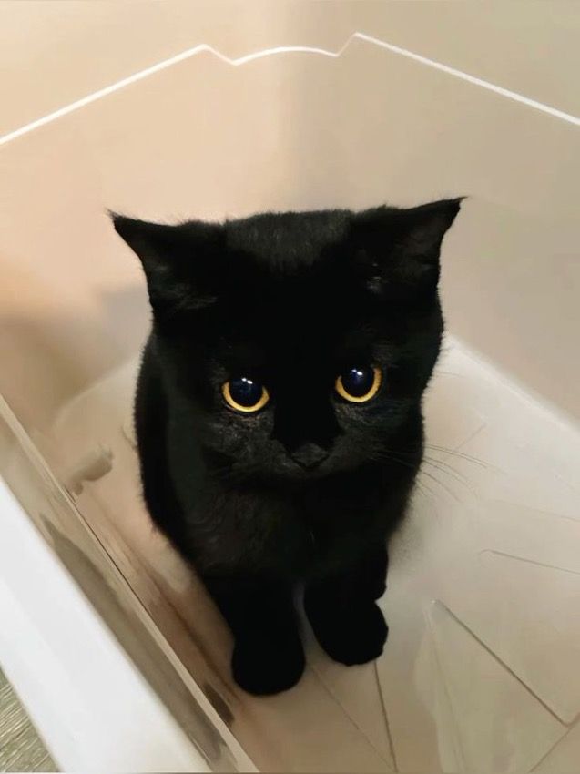 a black cat sitting in a bathtub looking at the camera