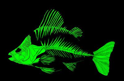 a green fish glows in the dark