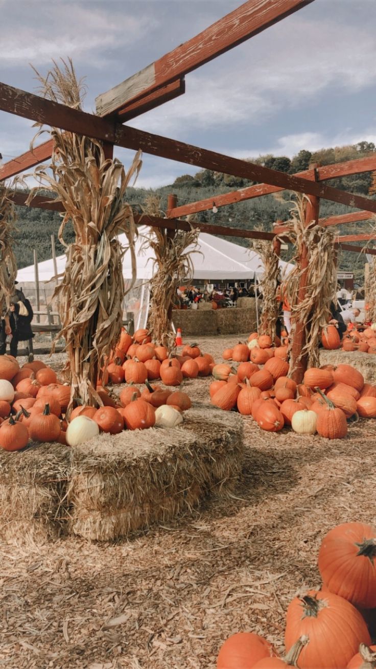 pumpkins on hay bales at an outdoor event