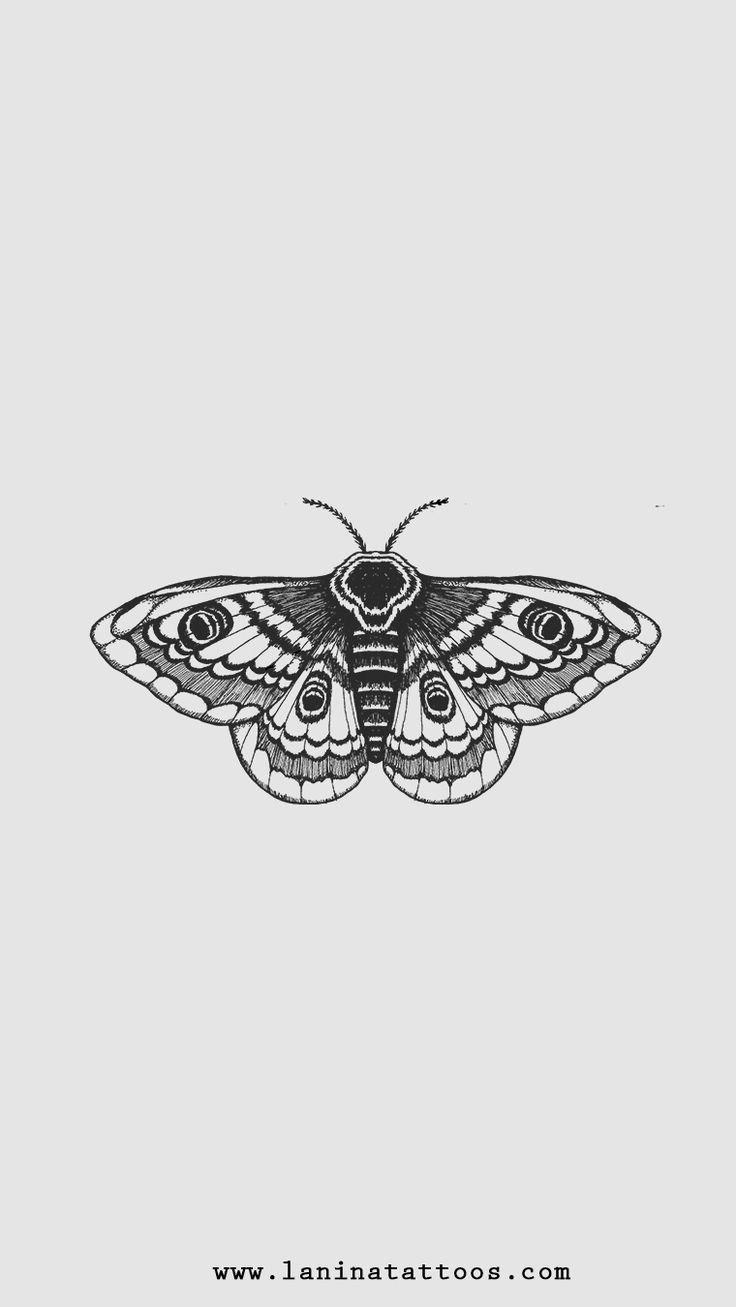 a black and white drawing of a moth